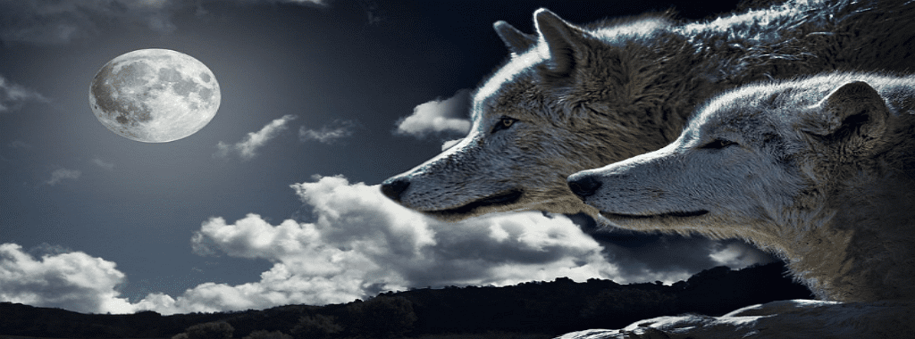 늑대인간 보름달