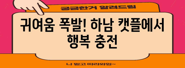 하남 캣플, 고양이 애호가의 천국 | 행복한 시간과 귀여운 순간