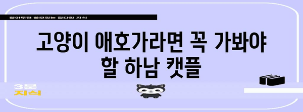 하남 캣플, 고양이 애호가의 천국 | 행복한 시간과 귀여운 순간